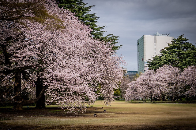Shinjuku Gyoen National Garden - Spring Sakura Cherry Blossoms