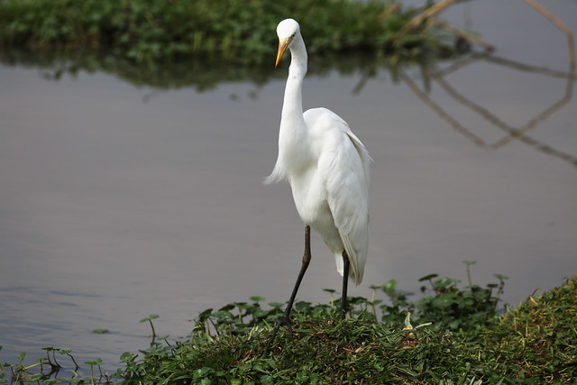 Intermediate egret, median egret, smaller egret, or yellow-billed egret (Ardea intermedia), Nairobi National Park