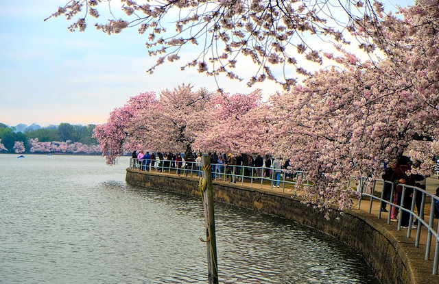Cherry Blossoms along the Tidal Basin in Washington, DC