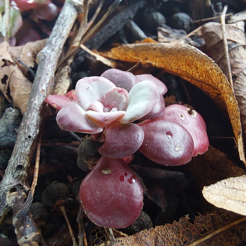Broad-leaved stonecrop in a front garden