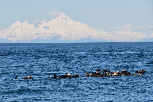 Northern sea otter raft