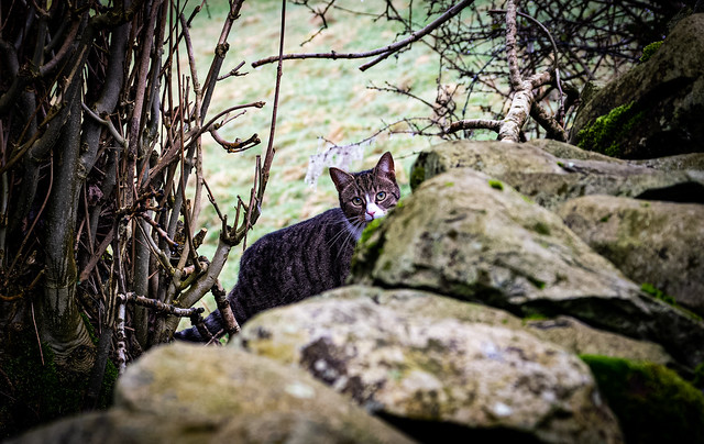 Stare, Cat behind wall,Millthrop, Sedbergh, Cumbria, England, UK