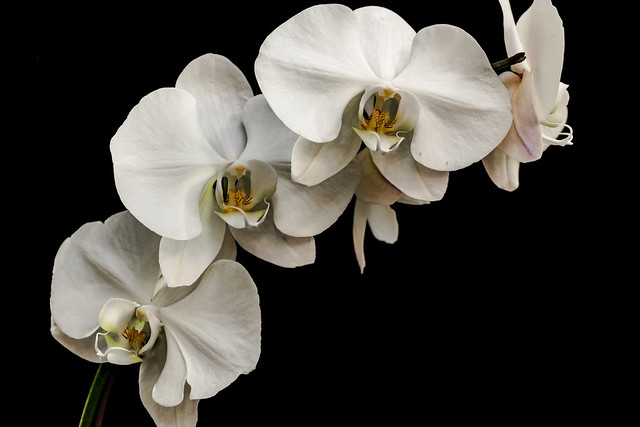 White Orchids against Black Background