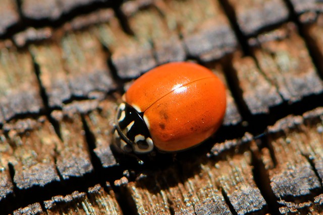 Different ladybug in woods -- Western Polished Lady Beetle