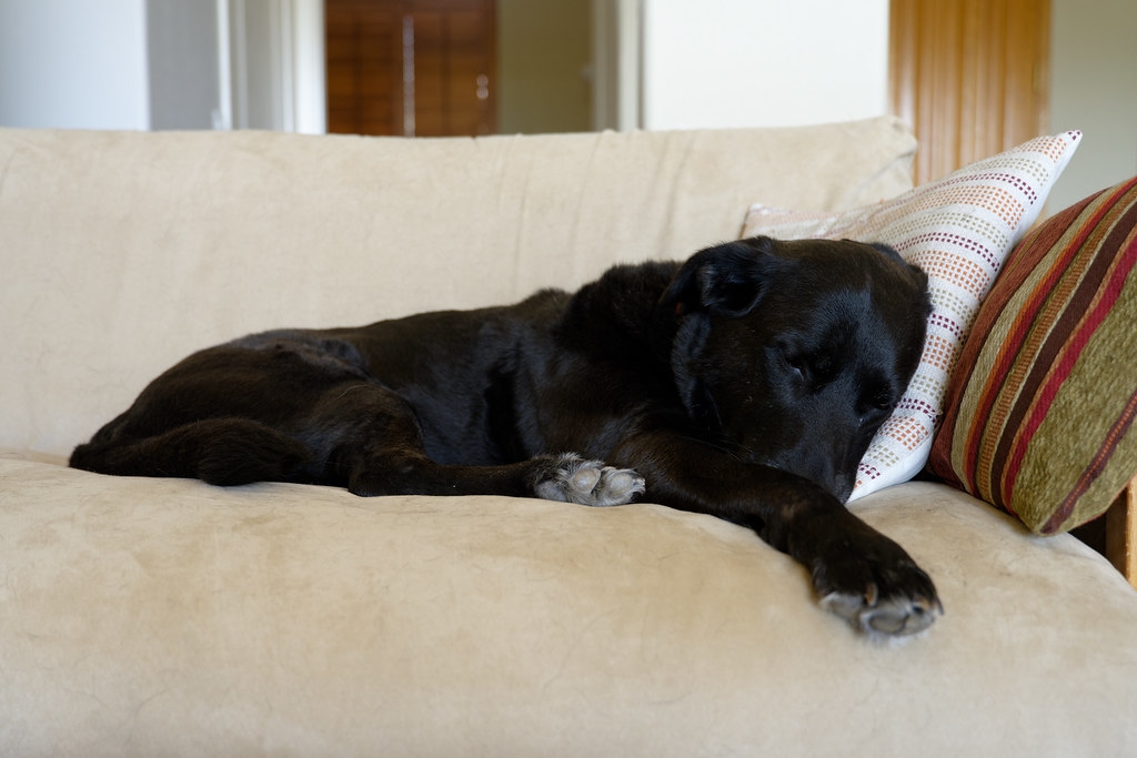 Our dog Bear sleeps on the futon on March 5, 2023. Original: _Z723778.NEF
