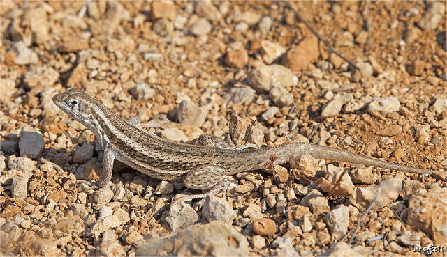 Mountain Curlytail Lizard aka Pallid Curlytail (Leiocephalus raviceps uzzelli)