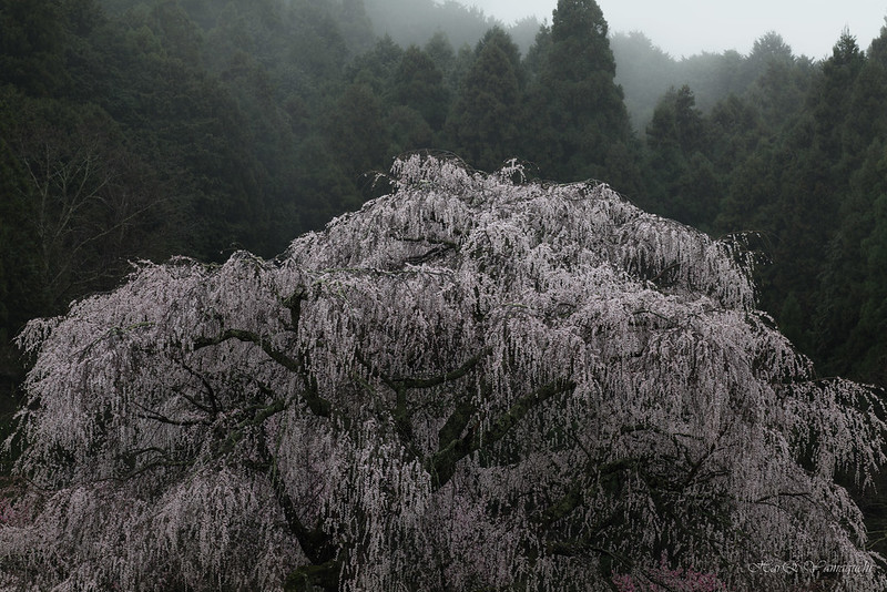 scenery of old cherry blossoms and rain