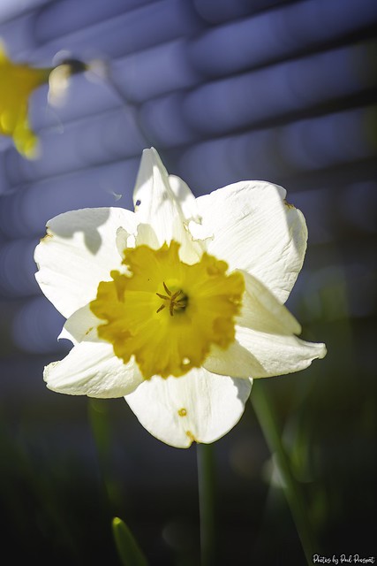 'Crewenna' Daffodil (Narcissus 'Crewenna')