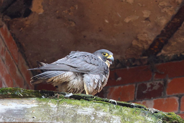 Peregrine Falcon (Falco peregrinus) ♀