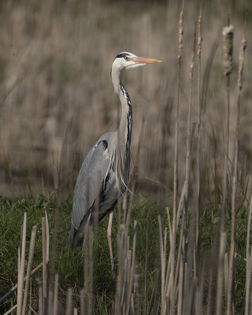 Grey heron