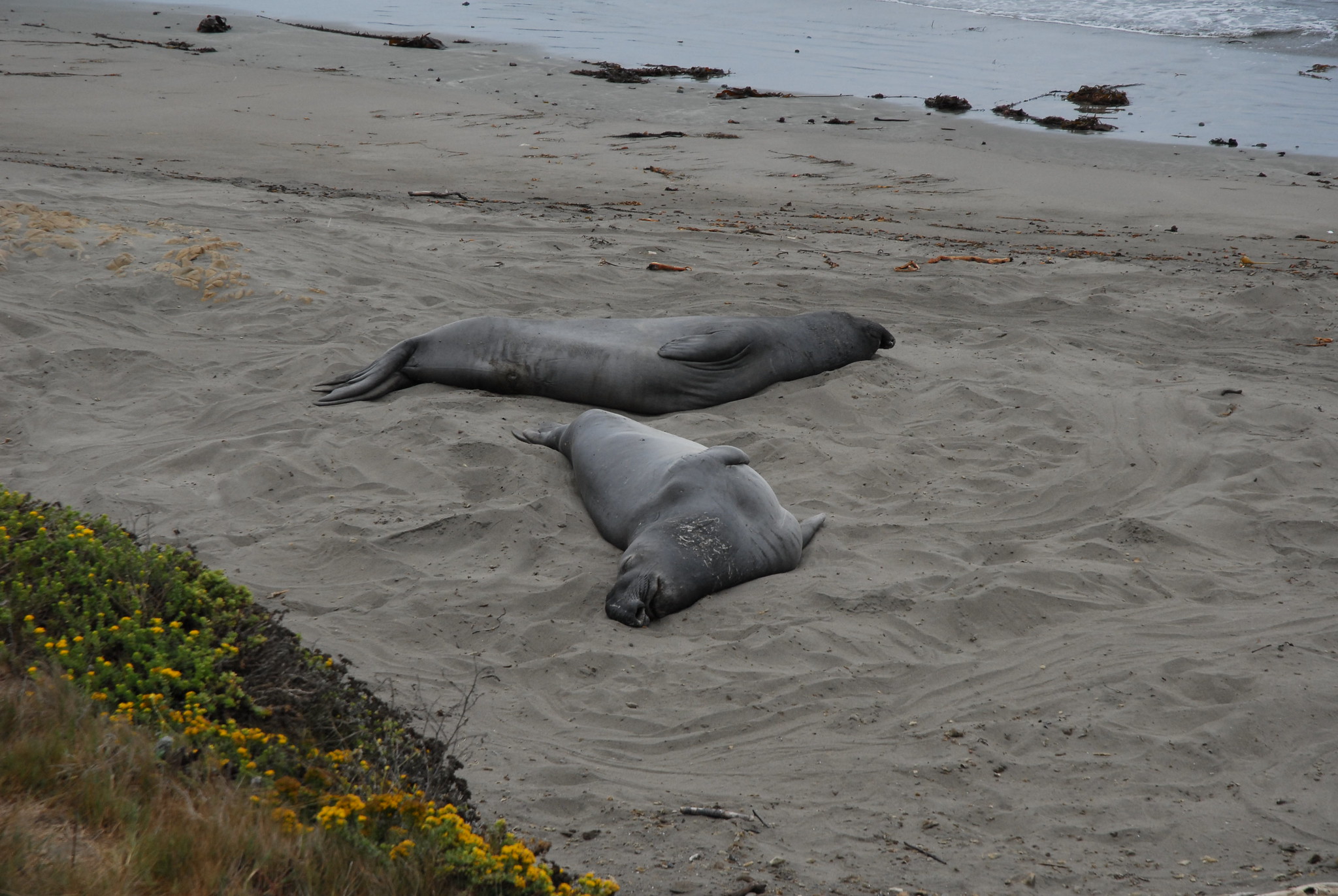 Elephant seals on the Pacific coast