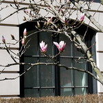 Pair of magnolia blossoms, Comm Ave 