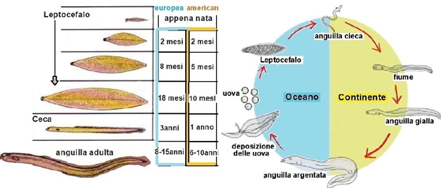 Biologia delle anguille
