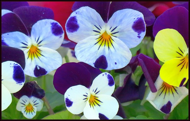 IMG_8200 Just a Bunch of Pansies 5-1-20