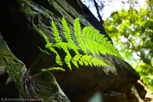 Ferns in a cleft in one of the cliff walls along the Ledges Trail, Cuyahoga Valley National Park, Ohio