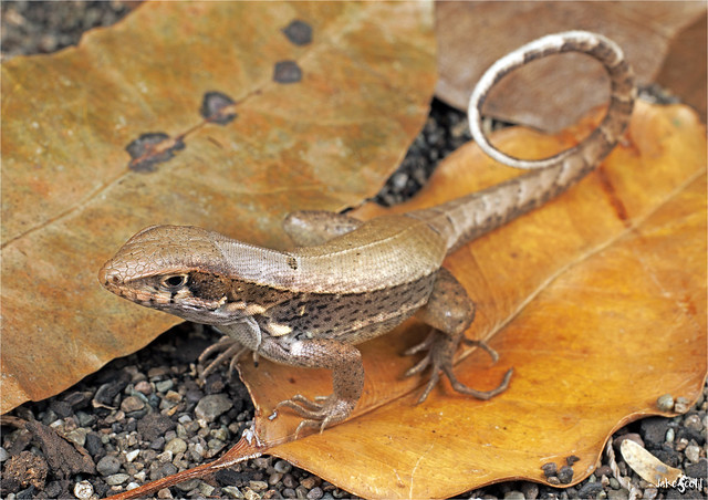 Immaculate Curlytail Lizard (Leiocephalus macropus immaculatus)