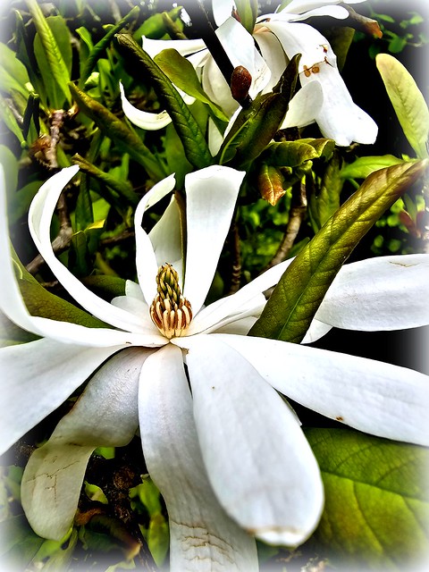 Magnolia étoilé (jardin de collection florale des Salines de Conleau, Vannes)