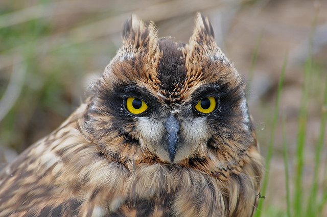 Juvenile Short-eared Owl - 7377b+