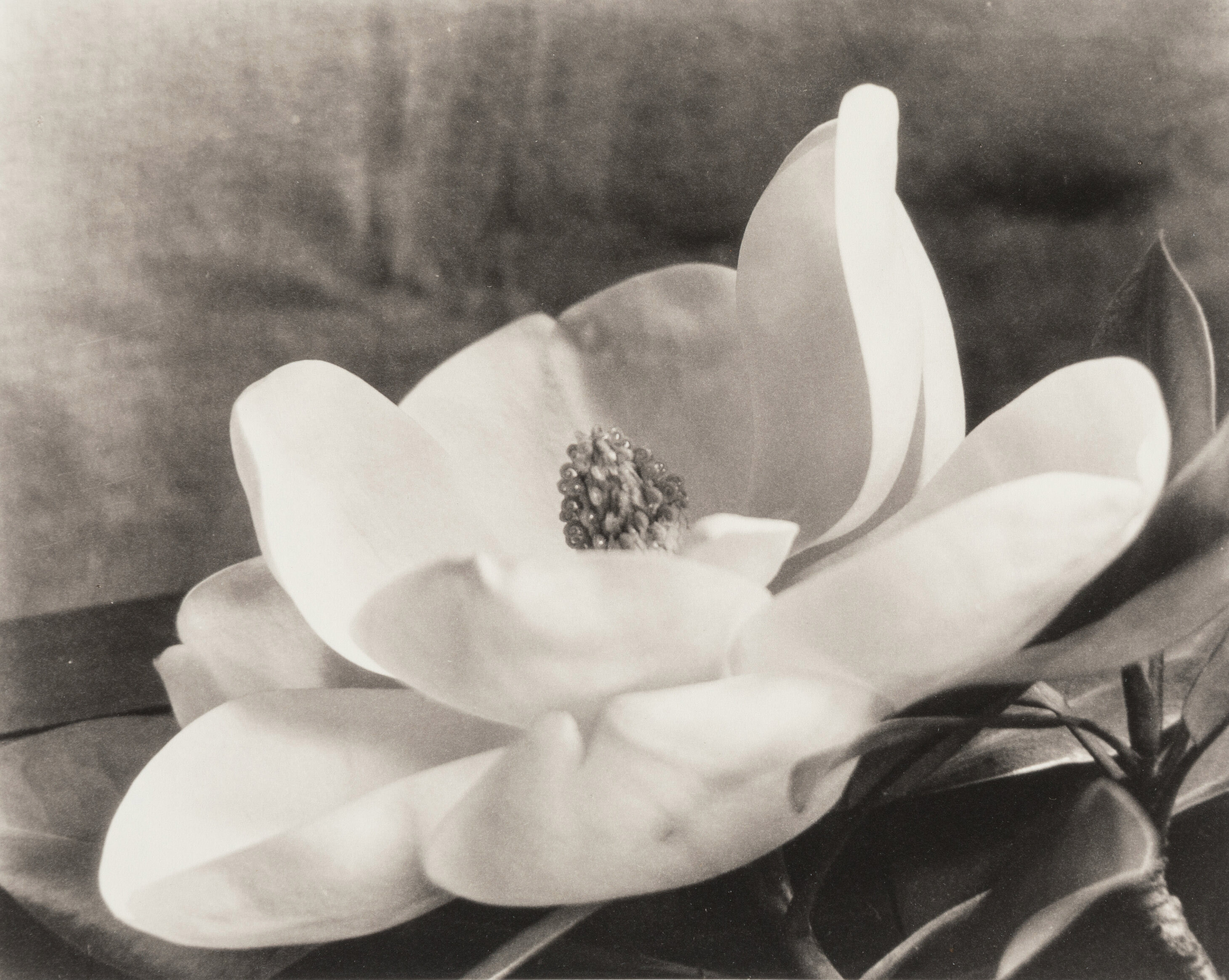 Imogen Cunningham :: The First Magnolia, circa 1923. Platinum print. | src Heritage Auctions