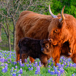 Texas Spring 2023 Spring is always beautiful up here in North Texas with the bluebonnets popping all over the place. My favorite models - a Scottish Highland cow and calf seem completely at peace with their surroundings here in Ennis, TX. A swan and the owners of this property are in the background. 