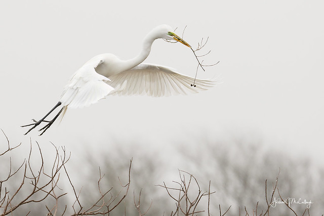 Great Egret in the Fog