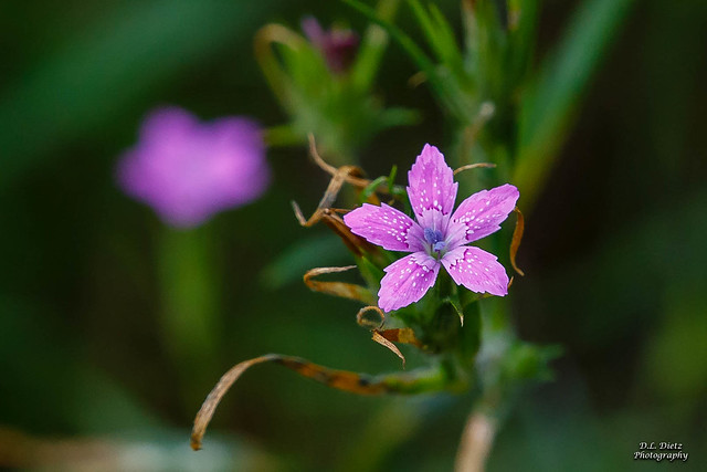 Purple Wildflower #2 - 2019-07-05.