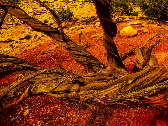 Juniper branches Art; Sawtooth Ridge, N of Paradox Valley, W of Naturita, CO