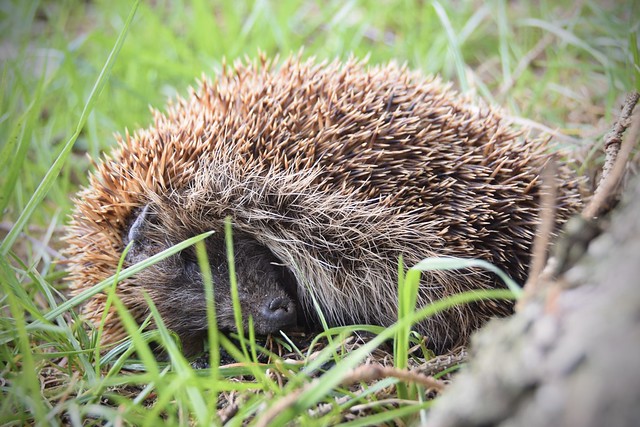 Our lovely hedgehog ❤️