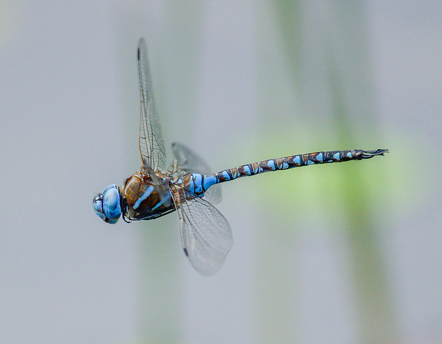 Blue-eyed Darner - Rhionaeschna multicolor (Aeshnidae) 111s-4613