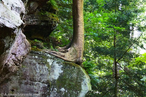 A tree on a boulder along the cliffs, Ledges Trail, Cuyahoga Valley National Park, Ohio