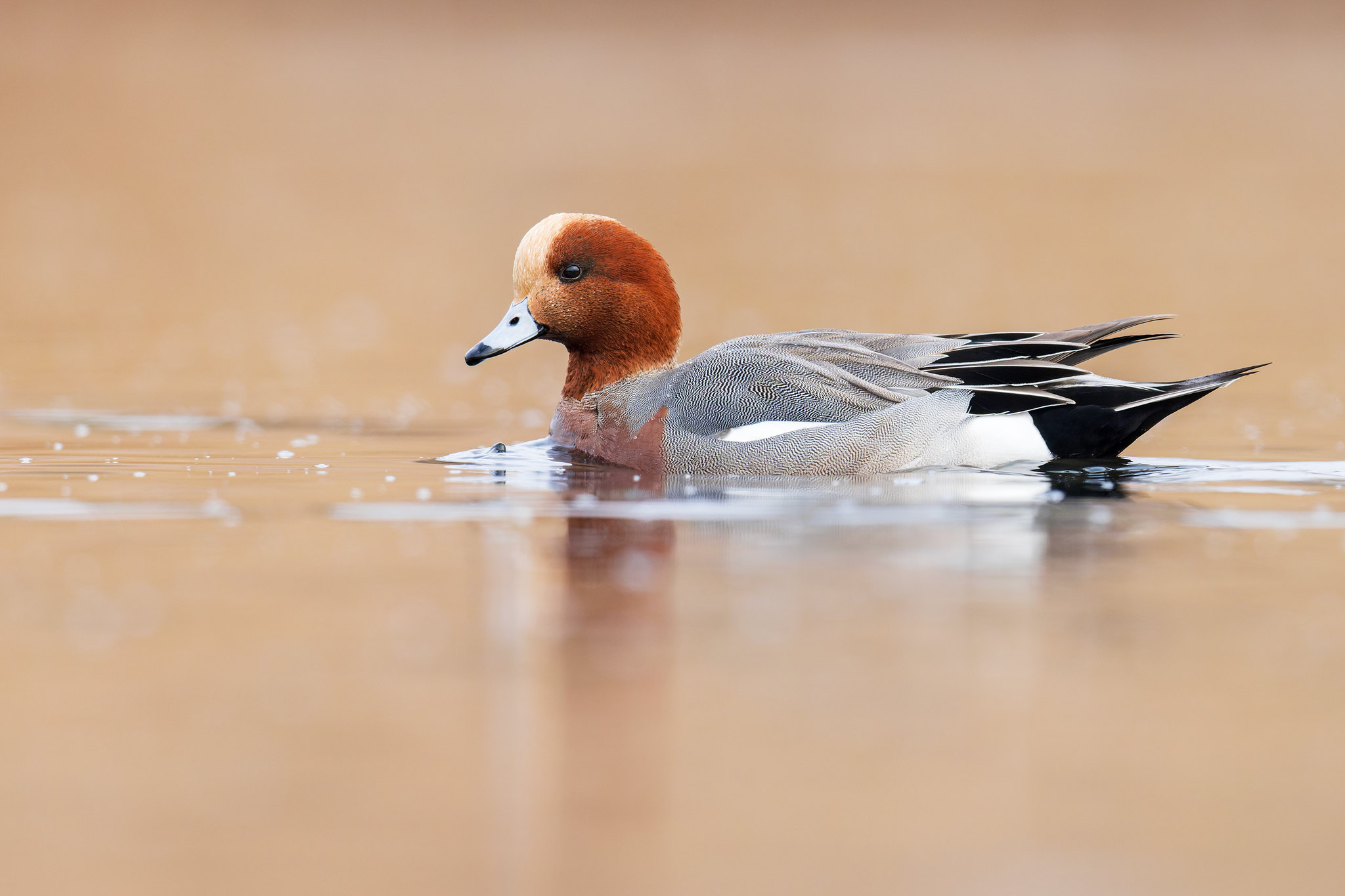 Mareca penelope | Eurasian Wigeon | bläsand