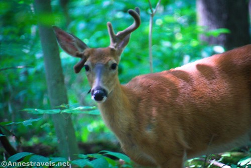 The white-tailed deer (a buck!) along the Ledges Trail, Cuyahoga Valley National Park, Ohio