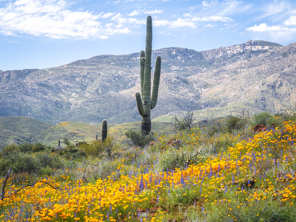 Arizona Desert Wildflowers saguaro Cactus Phoenix Superblo… | Flickr