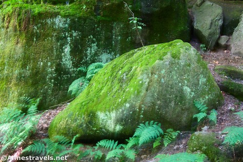 Ferns and mossy boulders along the Ledges Trail, Cuyahoga Valley National Park, Ohio