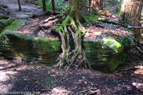 Tree roots on a mossy boulder along the Ledges Trail, Cuyahoga Valley National Park, Ohio