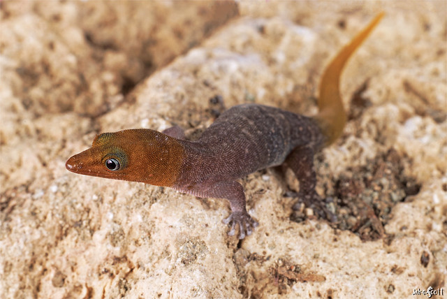 Military Black-spotted Least Gecko (Sphaerodactylus nigropunctatus strategus)