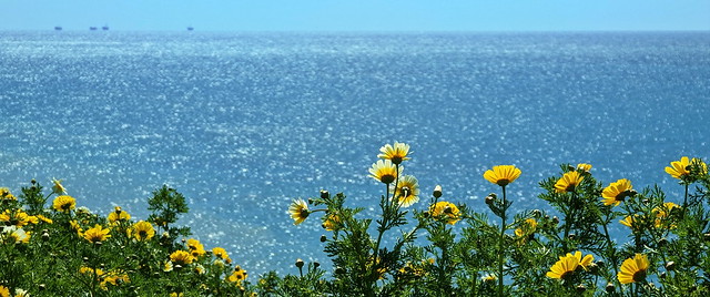 Crown Daisies along the Pacific