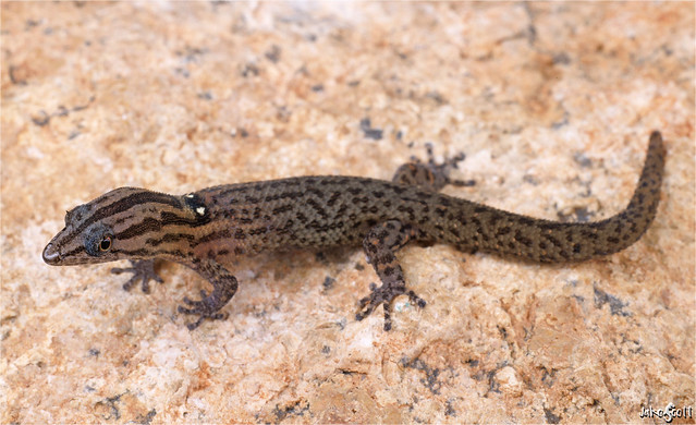 Baracoan Eyespot Gecko (Sphaerodactylus celicara)