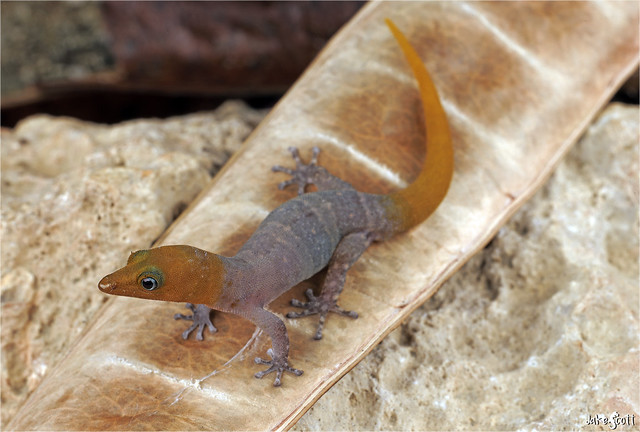 Military Black-spotted Least Gecko (Sphaerodactylus nigropunctatus strategus)
