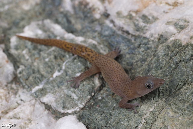 Guantanamo Bay Sphaero aka Ruibal's Least Gecko (Sphaerodactylus ruibali)