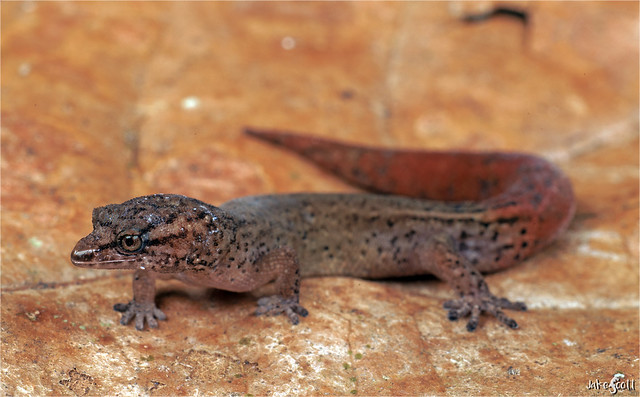 Ramsden's Least Gecko aka Cuban Forest Geckolet (Sphaerodactylus ramsdeni)