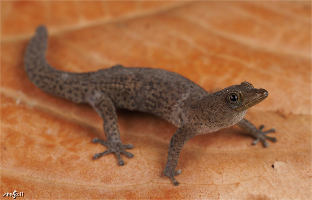 Cuban Reef Gecko (Sphaerodactylus notatus atactus)