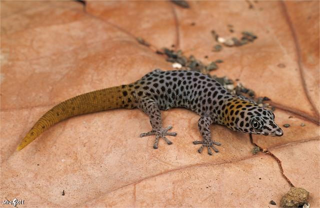 Yellow-tailed Dwarf Gecko (Sphaerodactylus dimorphicus)