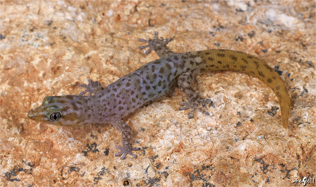 Guantanamo Coastal Gecko (Sphaerodactylus armasi)