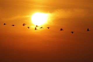 Magpie Geese and Sun