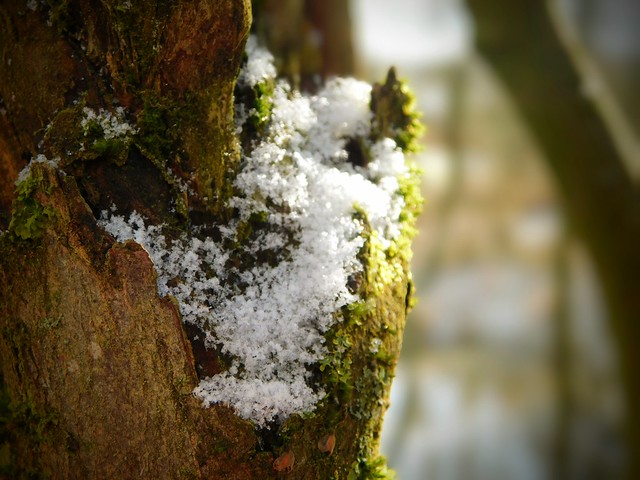 Snow moss
