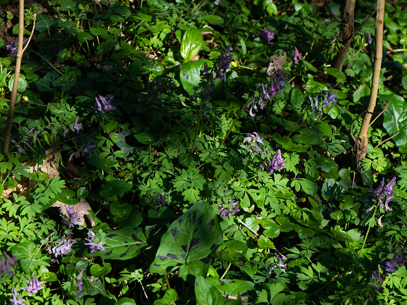 Vingerhelmbloem (Corydalis spec.)-350_0760
