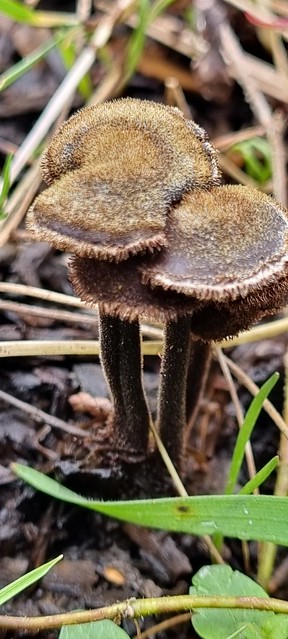 Ohrlöffel-Stacheling (Auriscalpium vulgare)
