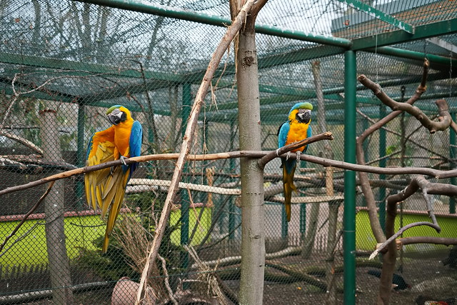Gelbbrustara - Blue-and-yellow macaw