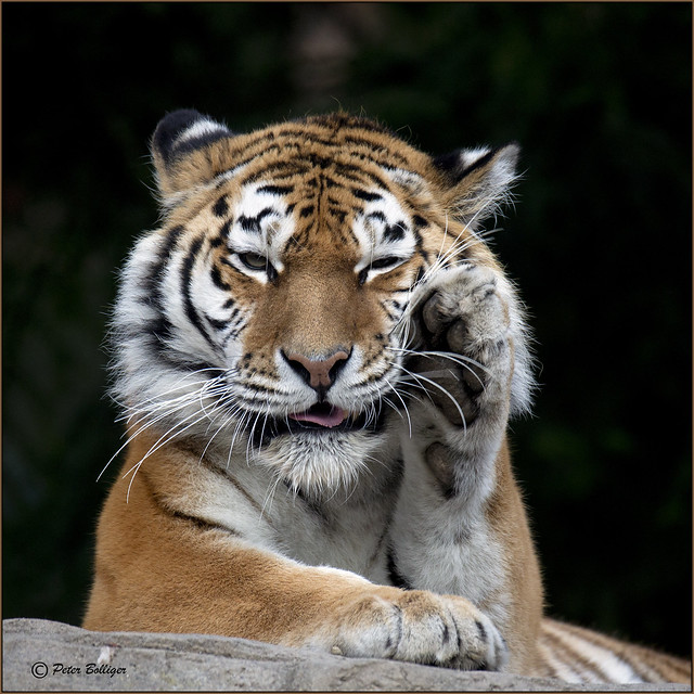 Amur Tigress hard thinking